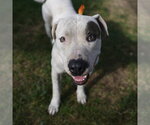 Small American Staffordshire Terrier Mix