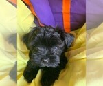 Small Photo #9 Havanese Puppy For Sale in PHOENIX, AZ, USA