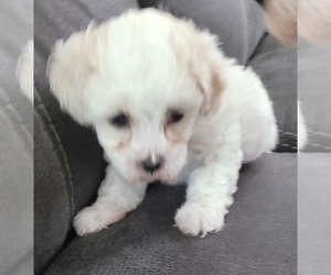 Maltese Puppy for sale in WOODSTOCK, GA, USA