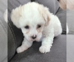 Image preview for Ad Listing. Nickname: Litter of 2