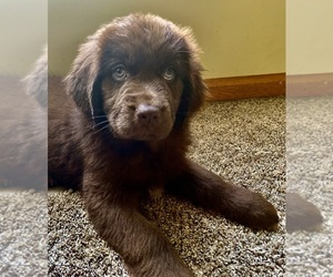 Newfoundland Puppy for sale in LITCHFIELD, OH, USA