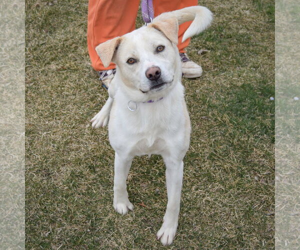 Medium Photo #4 Boxer-Unknown Mix Puppy For Sale in Huntley, IL, USA