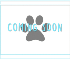 Shih Tzu Puppy for sale in MARIETTA, GA, USA