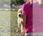 Small #2 Golden Retriever