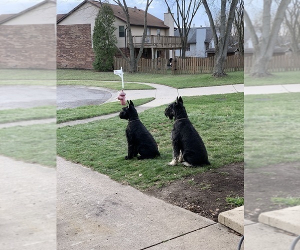 Medium Photo #41 Schnauzer (Giant) Puppy For Sale in DAYTON, OH, USA