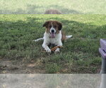Small #1 Australian Shepherd-Collie Mix