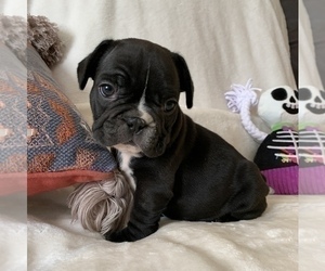 French Bulldog Puppy for sale in JOHNS ISLAND, SC, USA