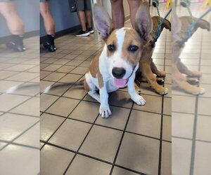 Mutt Dogs for adoption in Burbank, CA, USA