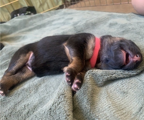 Medium Photo #11 German Shepherd Dog Puppy For Sale in PINON HILLS, CA, USA