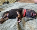 Small Photo #11 German Shepherd Dog Puppy For Sale in PINON HILLS, CA, USA