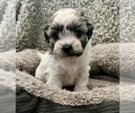 Small Photo #47 Zuchon Puppy For Sale in RENO, NV, USA