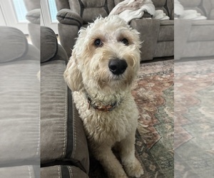 Mother of the Goldendoodle mix (+ Poodle Standard) puppies born on 07/31/2026