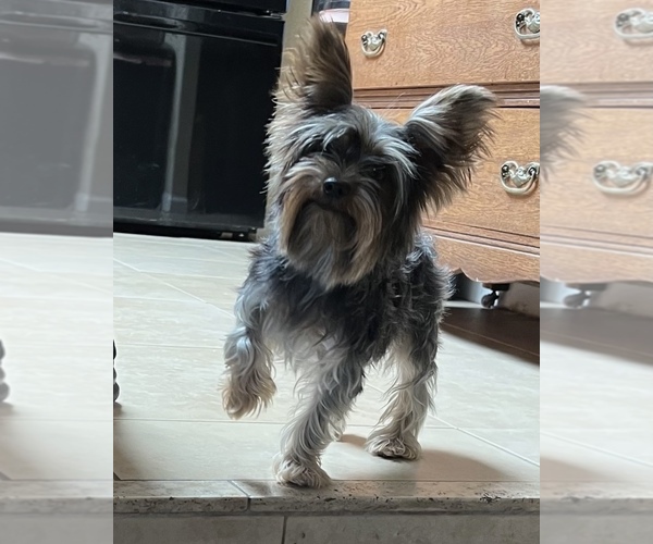 Medium Photo #1 Yorkshire Terrier Puppy For Sale in GILBERT, AZ, USA