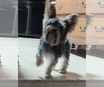 Small Photo #1 Yorkshire Terrier Puppy For Sale in GILBERT, AZ, USA