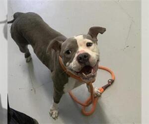American Pit Bull Terrier Dogs for adoption in Corpus Christi, TX, USA