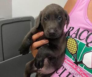 Labrador Retriever Puppy for sale in RIVERVIEW, FL, USA