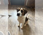 Small #1 Boxer Mix
