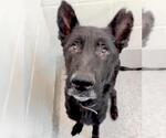 Small #1 German Shepherd Dog
