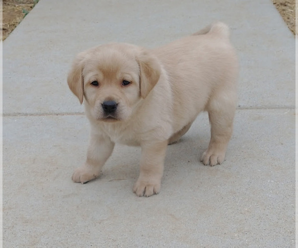 Medium Photo #1 Labrador Retriever Puppy For Sale in CALIENTE, CA, USA