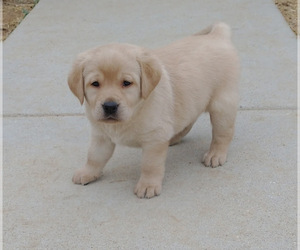 Labrador Retriever Puppy for sale in CALIENTE, CA, USA