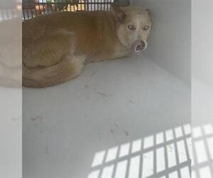 Huskies -Unknown Mix Dogs for adoption in Houston, TX, USA