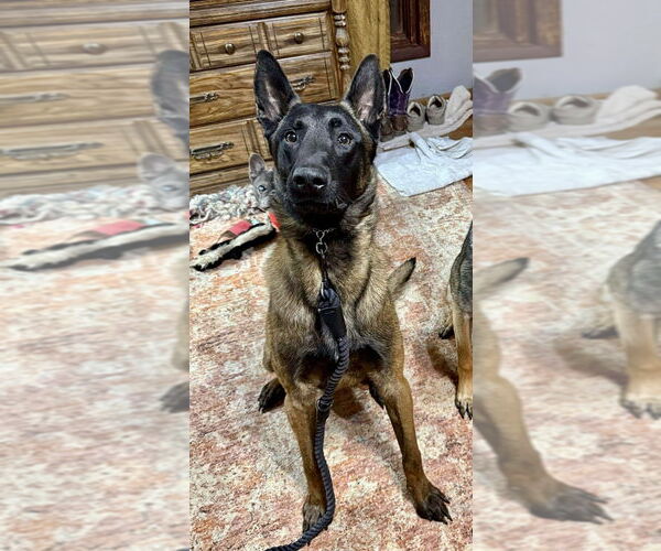 Medium Photo #6 Mutt Puppy For Sale in Imlay City, MI, USA