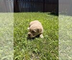 Small Photo #6 Golden Retriever Puppy For Sale in SACRAMENTO, CA, USA