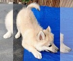 Small Photo #79 Pomsky Puppy For Sale in LOVELAND, CO, USA