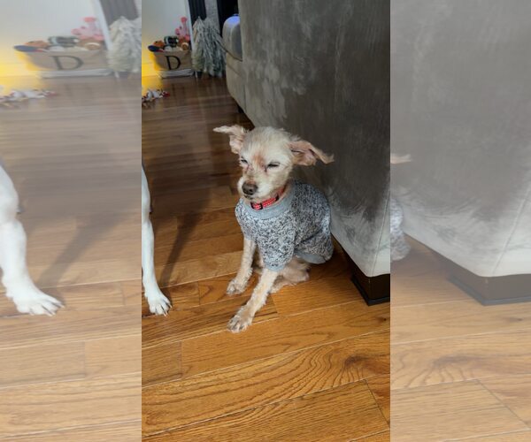 Medium Photo #10 Poodle (Toy) Puppy For Sale in Alexandria, KY, USA