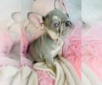 Small #11 French Bulldog