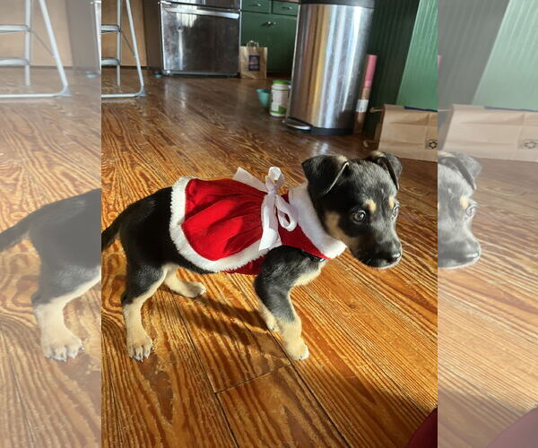 Medium Photo #1 Mutt Puppy For Sale in Holly Springs, NC, USA