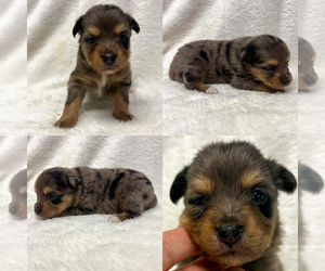 Miniature Australian Shepherd Puppy for sale in BROOKER, FL, USA