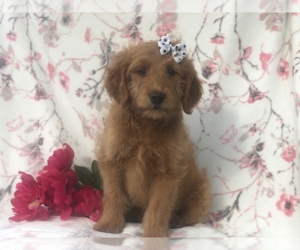 Medium Photo #5 Goldendoodle-Poodle (Miniature) Mix Puppy For Sale in LAKELAND, FL, USA