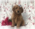 Small Photo #5 Goldendoodle-Poodle (Miniature) Mix Puppy For Sale in LAKELAND, FL, USA