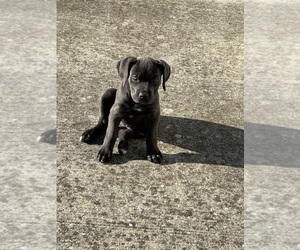 Cane Corso Puppy for sale in DELAWARE, OH, USA