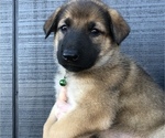 Small Photo #4 German Shepherd Dog Puppy For Sale in HARTVILLE, MO, USA