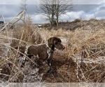 Small Photo #1 German Shorthaired Pointer Puppy For Sale in FREDERICKTOWN, OH, USA