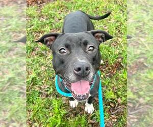 Mutt Dogs for adoption in Sacramento, CA, USA