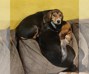 Father of the Bagle Hound-Basset Hound Mix puppies born on 10/28/2021