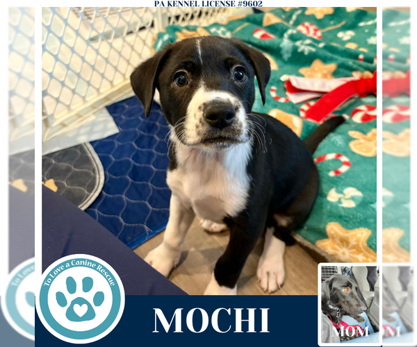 Medium Photo #1 Labrador Retriever Puppy For Sale in Kimberton, PA, USA