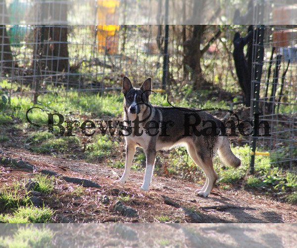 Medium Photo #1 German Shepherd Dog Puppy For Sale in HUNTINGTON, TX, USA