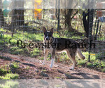 Small Photo #1 German Shepherd Dog Puppy For Sale in HUNTINGTON, TX, USA