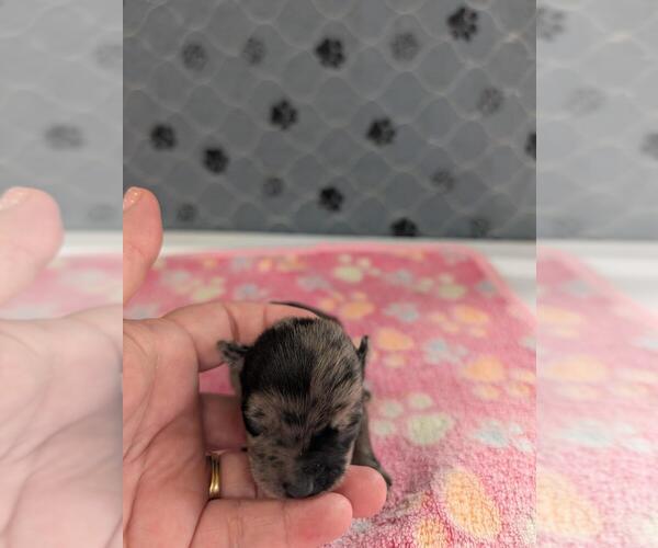 Medium Photo #1 Chihuahua Puppy For Sale in MARION, VA, USA