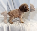 Small Photo #7 Poodle (Standard) Puppy For Sale in ODESSA, WA, USA