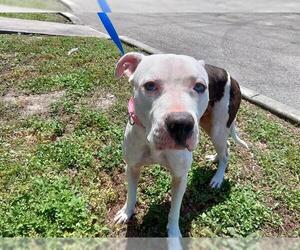 American Staffordshire Terrier Dogs for adoption in Fort Lauderdale, FL, USA