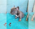 Small #3 French Bulldog