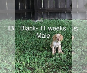 Spanador Puppy for sale in CORBIN, KY, USA