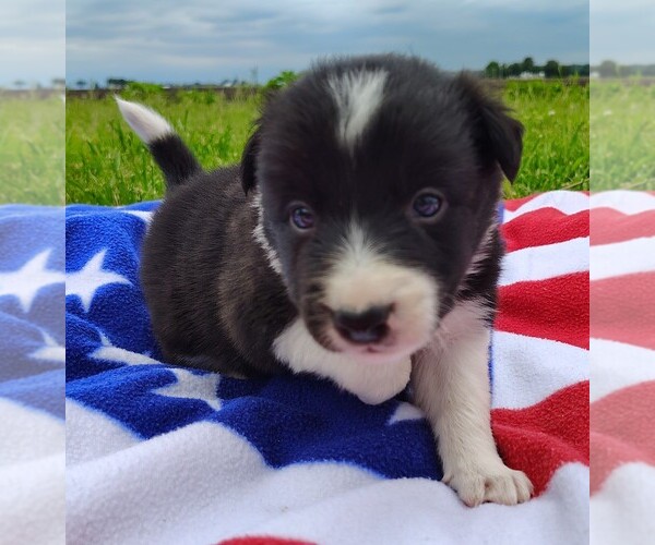 Medium Photo #65 Border Collie Puppy For Sale in NORBORNE, MO, USA