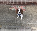 Small Photo #10 Cavalier King Charles Spaniel Puppy For Sale in SHELBYVILLE, KY, USA