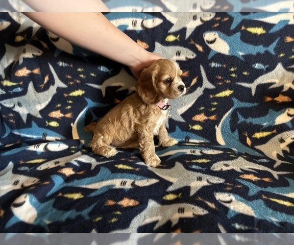 Medium Photo #35 Cocker Spaniel Puppy For Sale in COLBERT, GA, USA